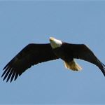 Our first eagle
